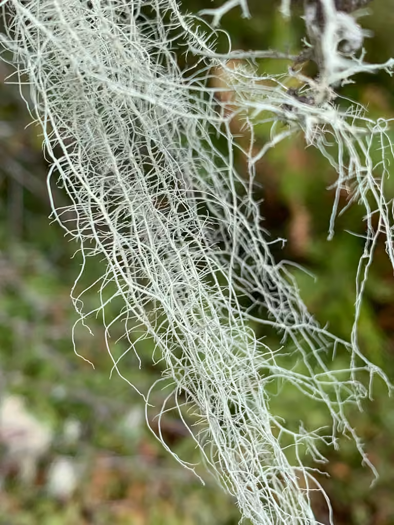 Usnée filipendule, photo 1 sur 5