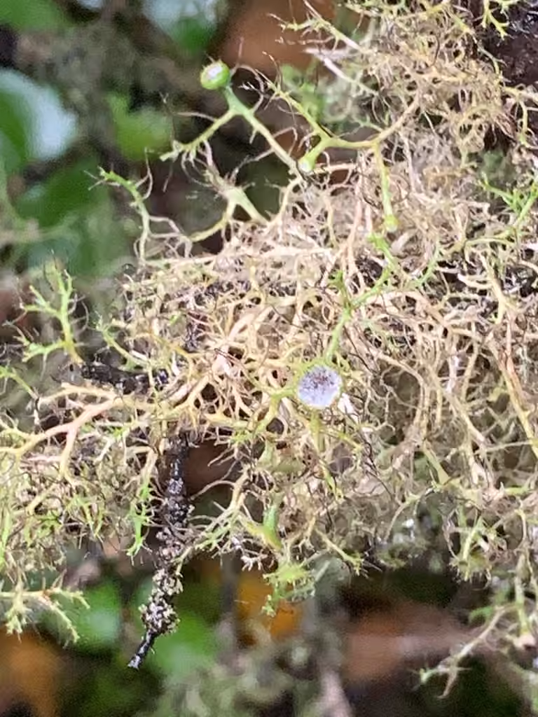 Anaptychie pendante, photo 1 sur 5