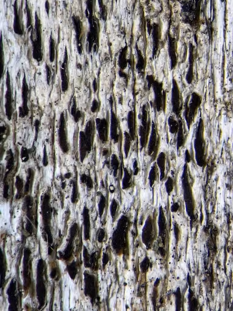 Black Woodscript Lichen, photo 2 of 5