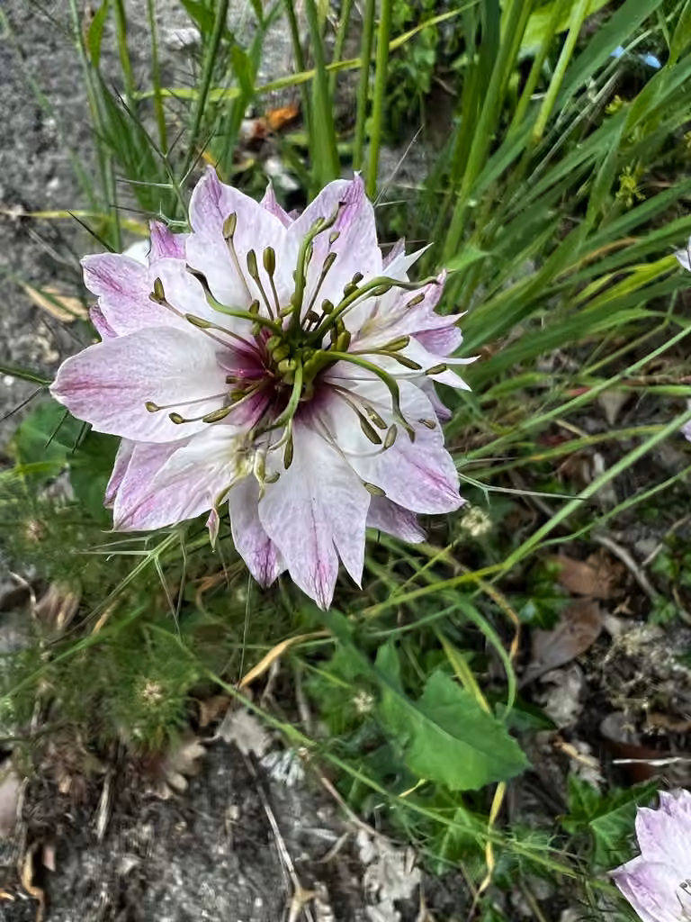Nigelle de Damas, photo 1 sur 5