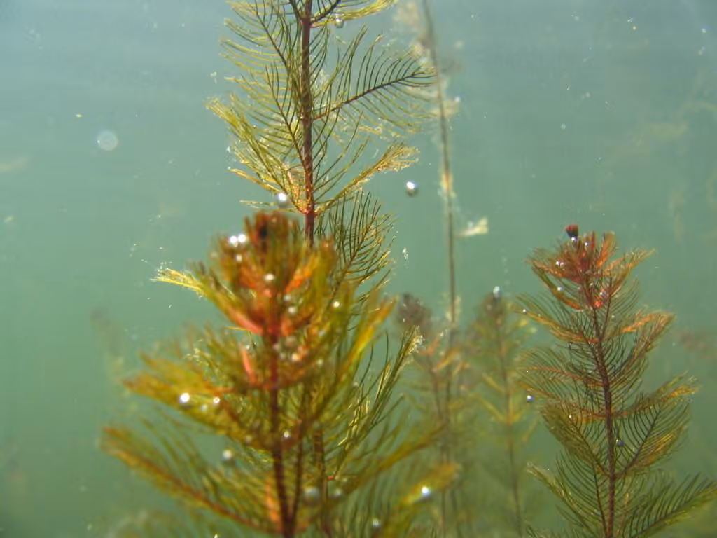 Myriophylle à épis