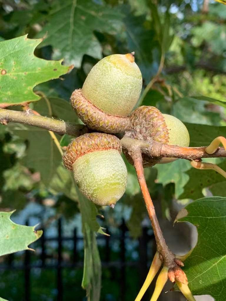 Chêne rouge, En fruits