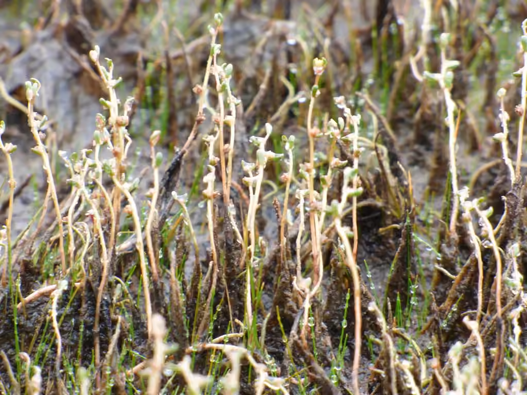 Myriophylle grêle