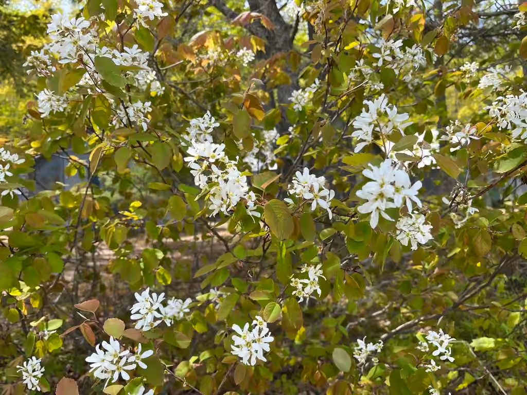 Huron serviceberry, In flower