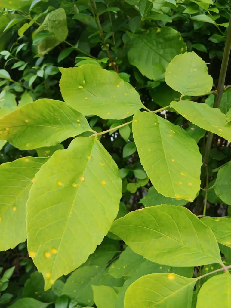 Ash rust, photo 3 sur 5
