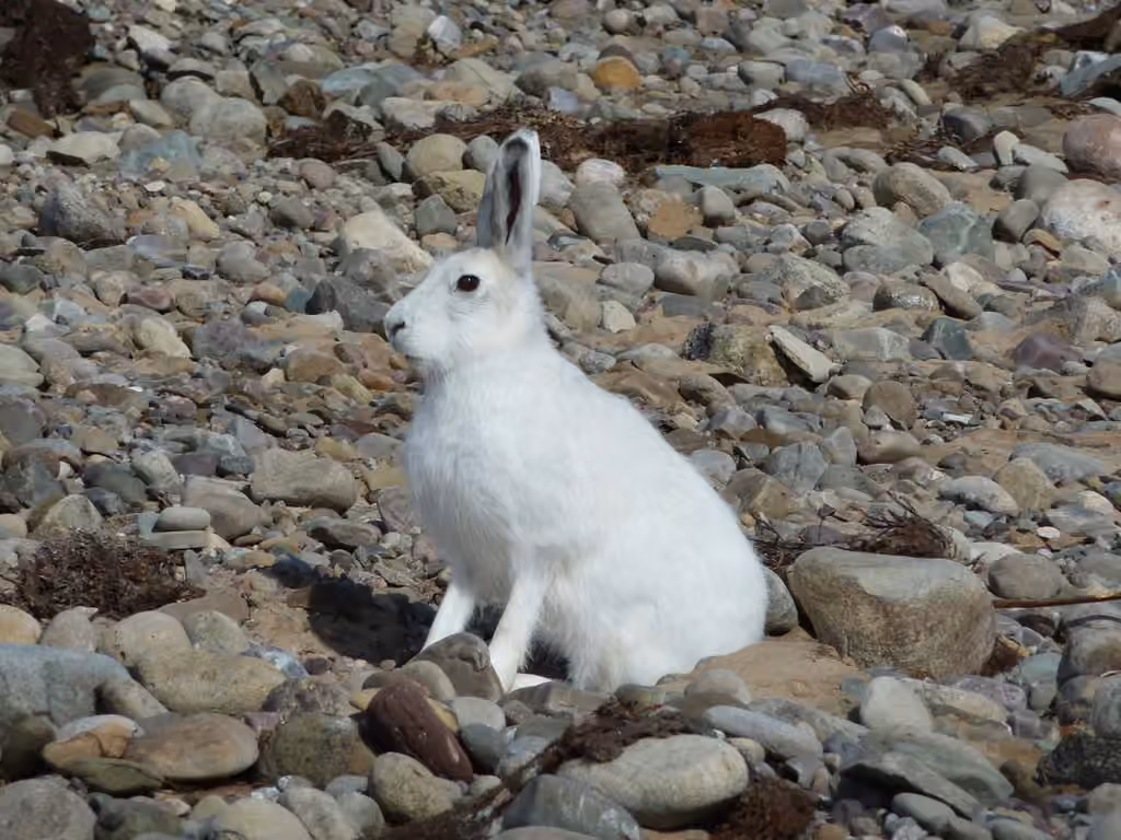 Lièvre arctique, photo 1 sur 5