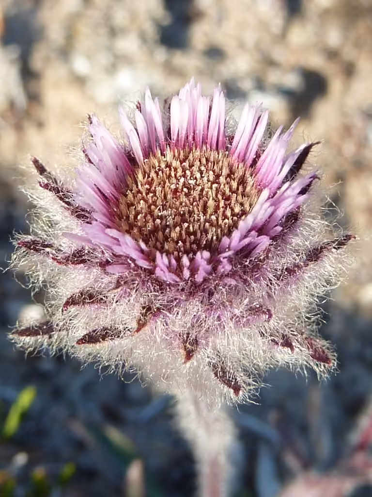 One-flower Fleabane, photo 1 of 5