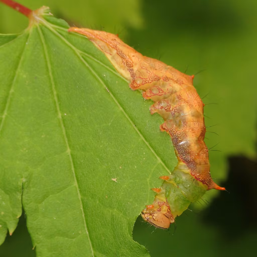 Morning-glory Prominent, Caterpillar