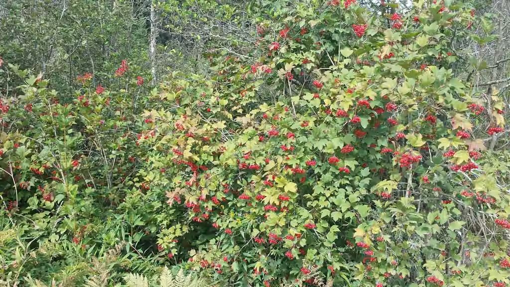 Guelder rose, In fruit