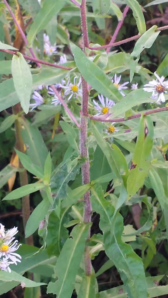 Aster ponceau, En fleurs