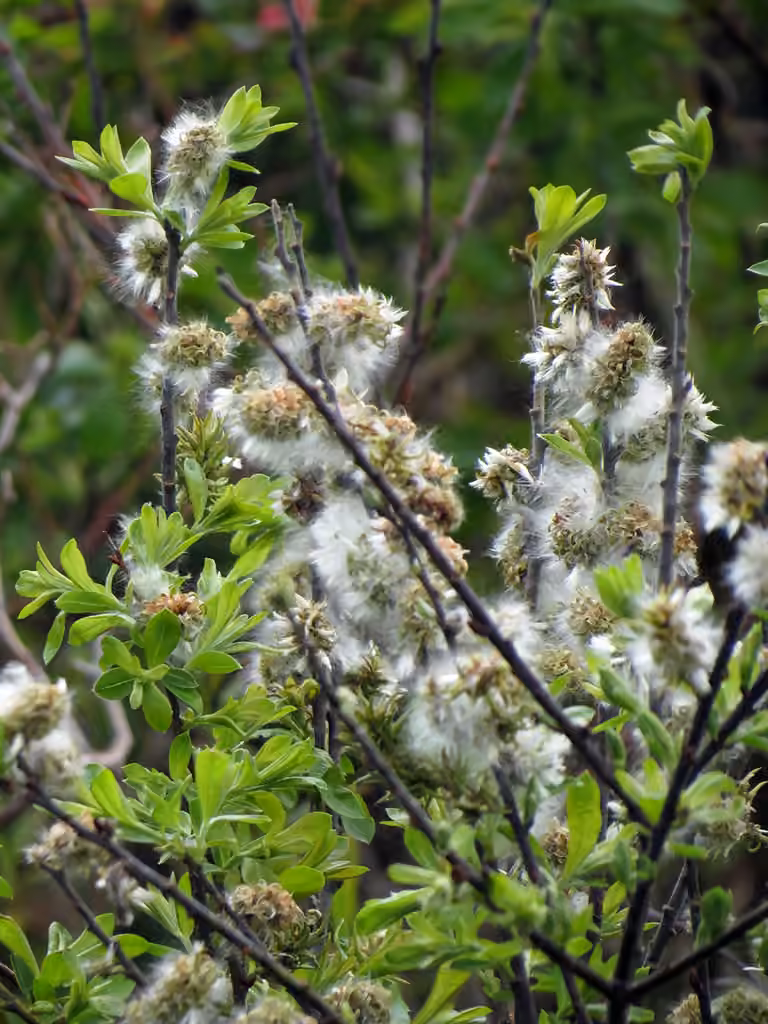 Prairie willow, In fruit