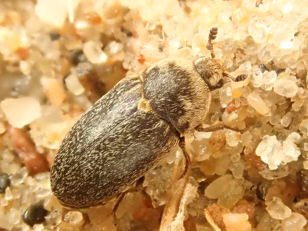 Fringed Larder Beetle, photo 1 of 5