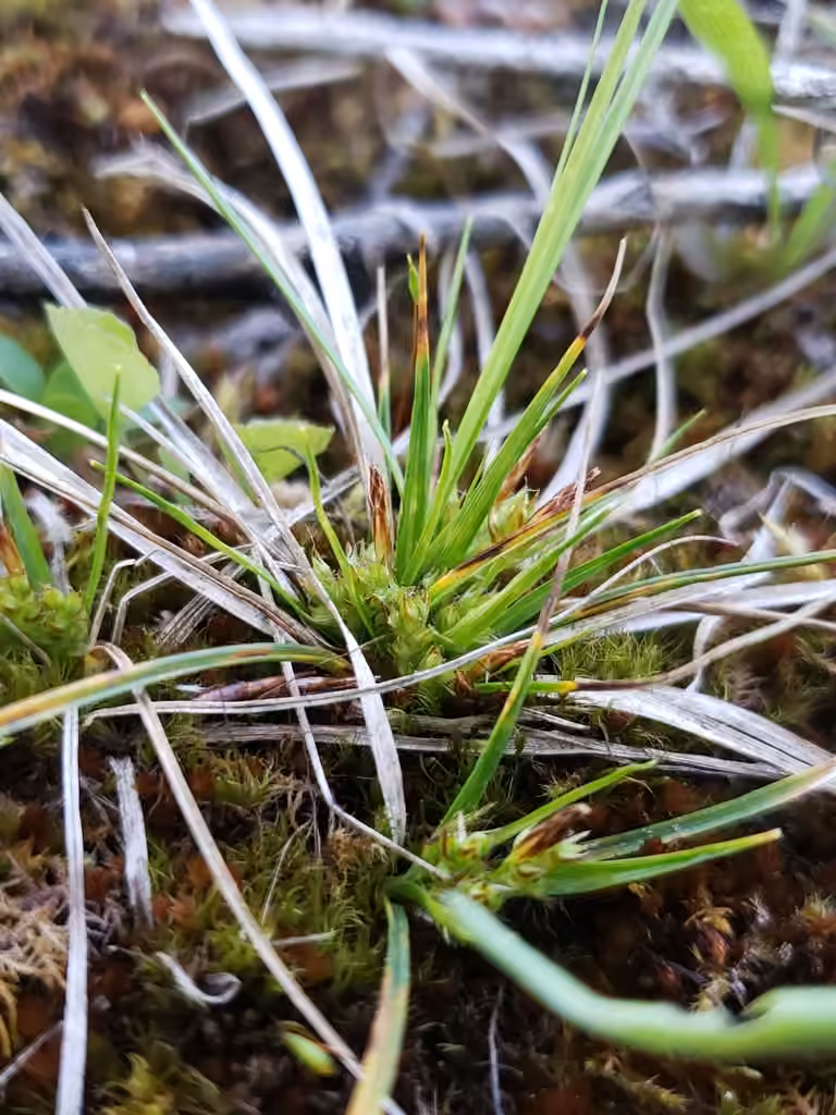 Carex en ombelle, photo 1 sur 5