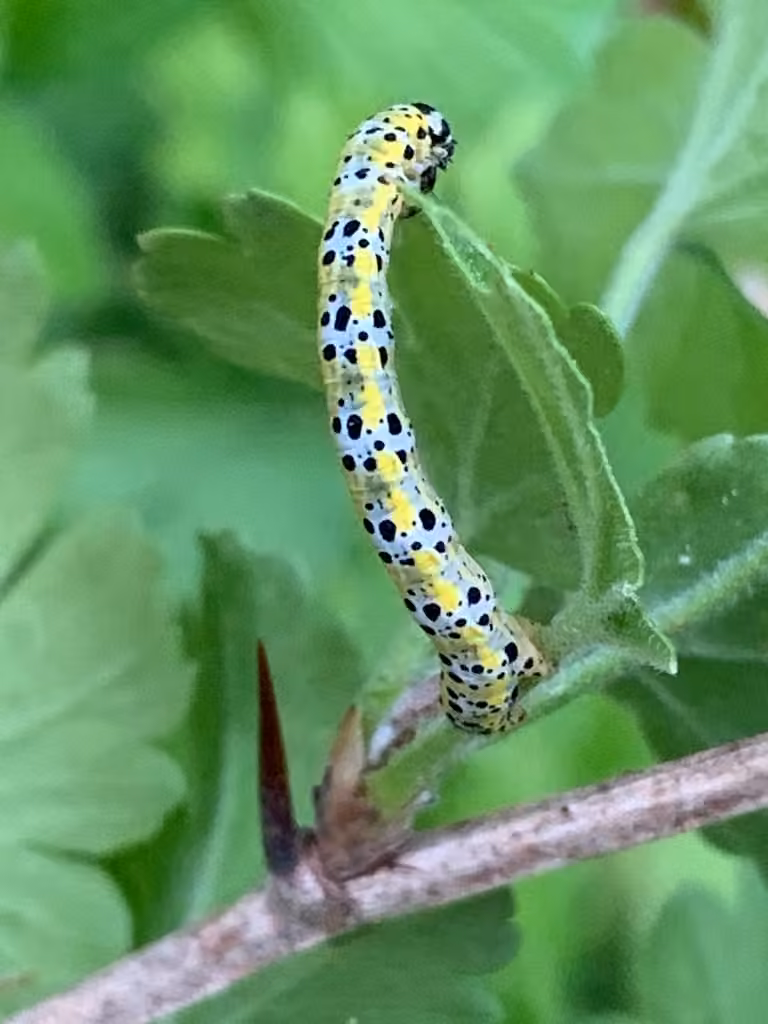 Arpenteuse du groseillier, Chenille