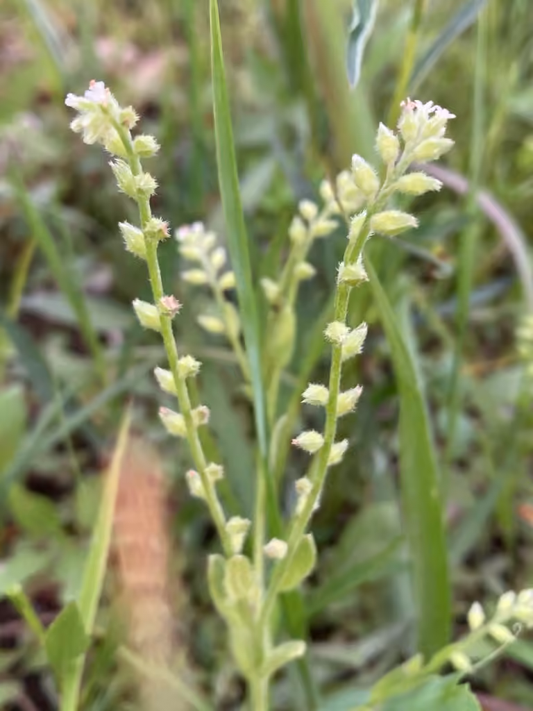 Myosotis printanier, En fruits