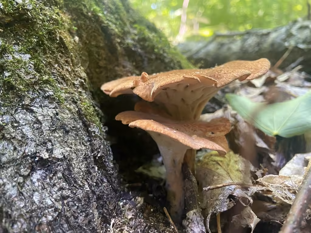 Rooting Polypore, photo 3 of 5