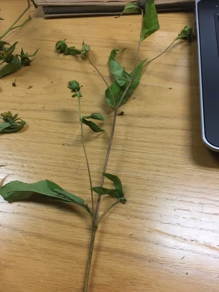 Thinleaf sunflower, In fruit