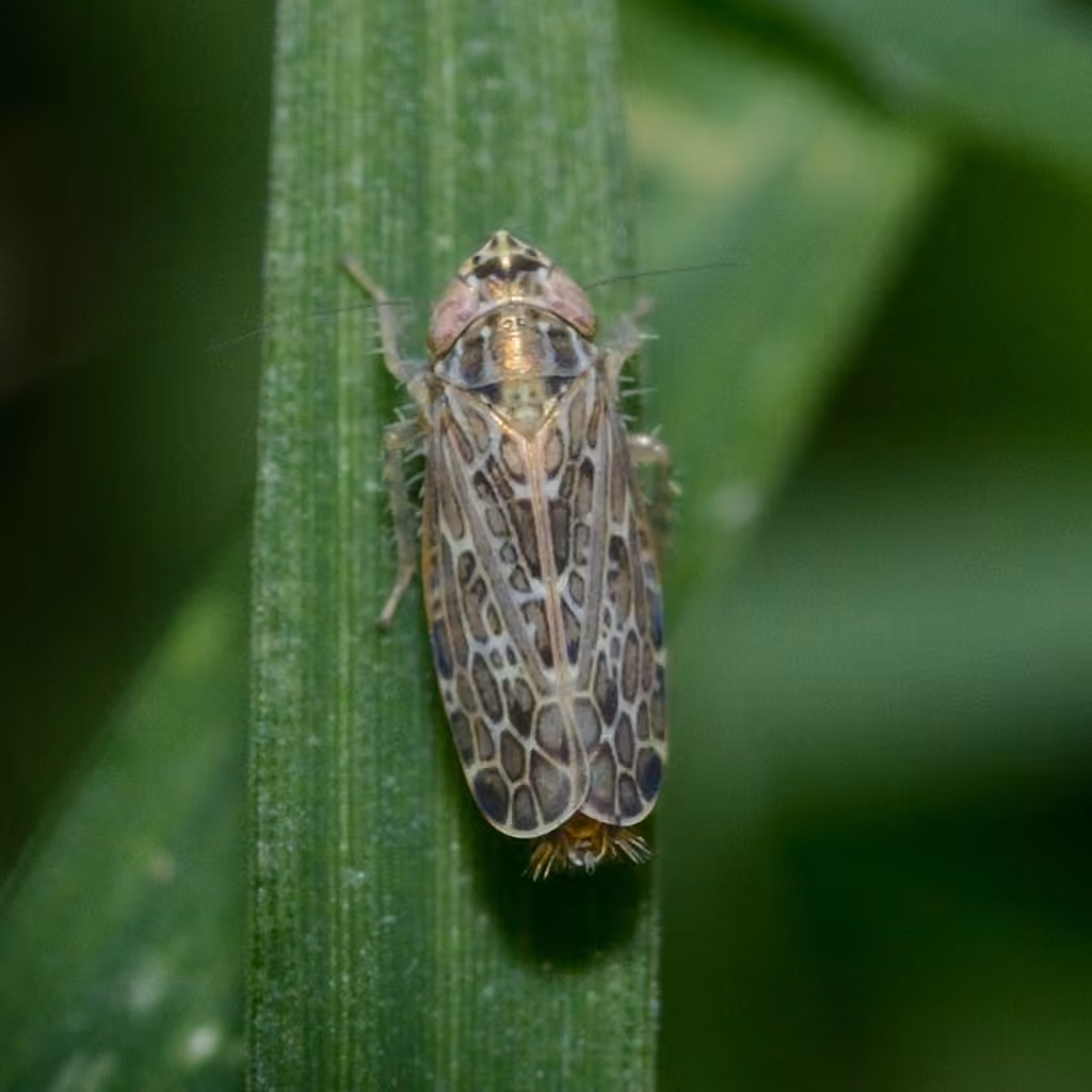 Polyamia weedi, photo 1 sur 5