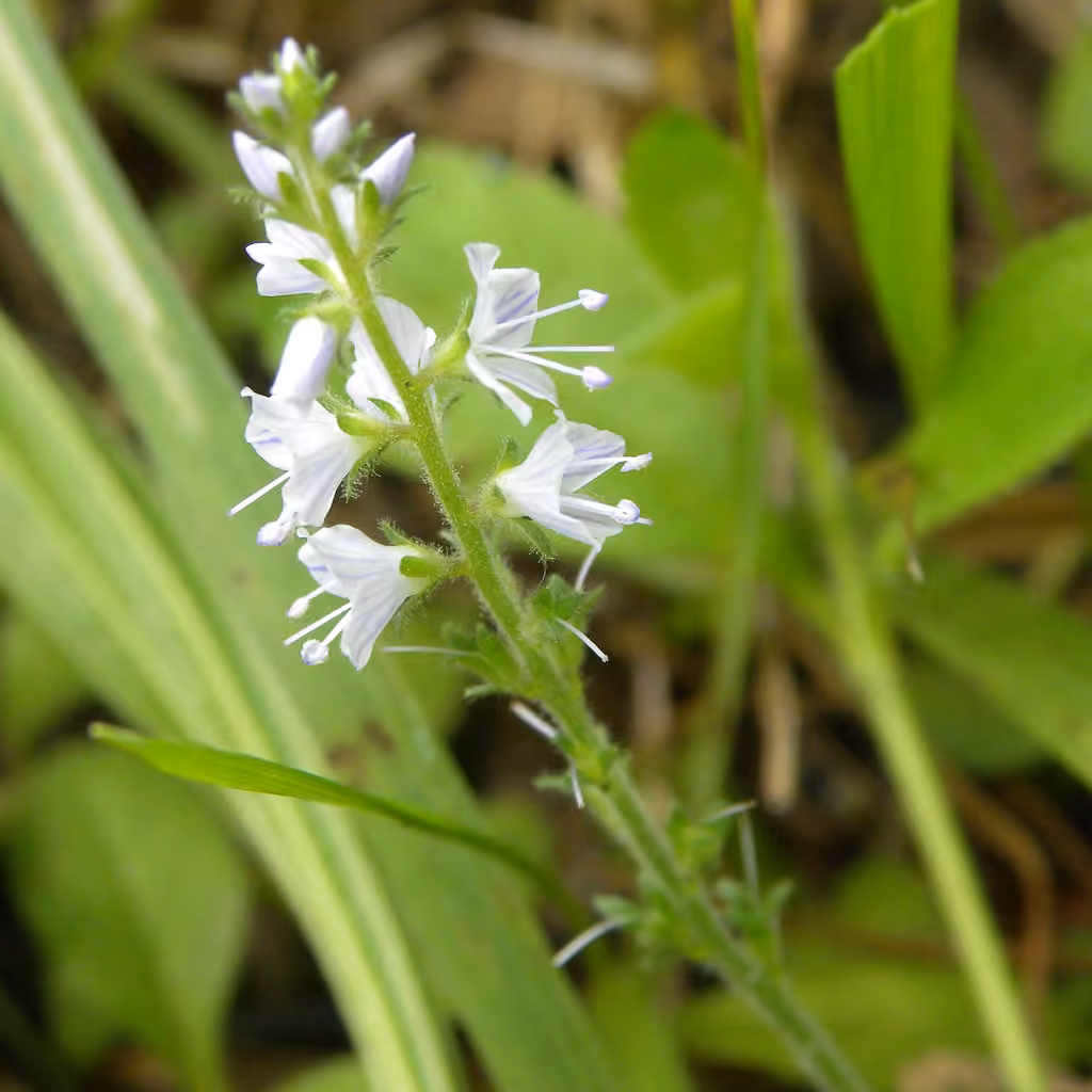 Véronique officinale, En fruits
