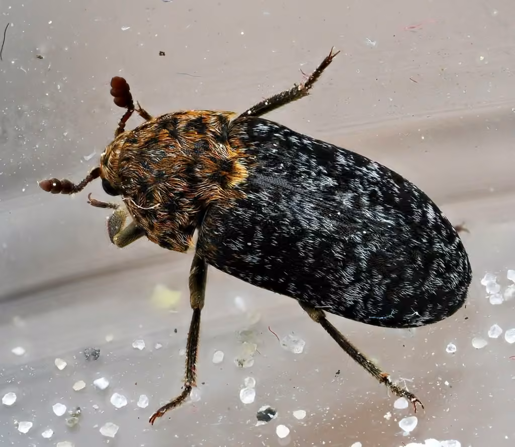 Wavy carpet beetle, photo 1 of 5