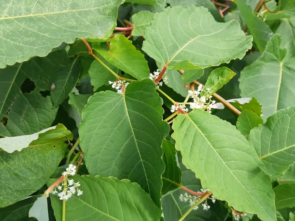 Renouée de Sakhaline, En fleurs