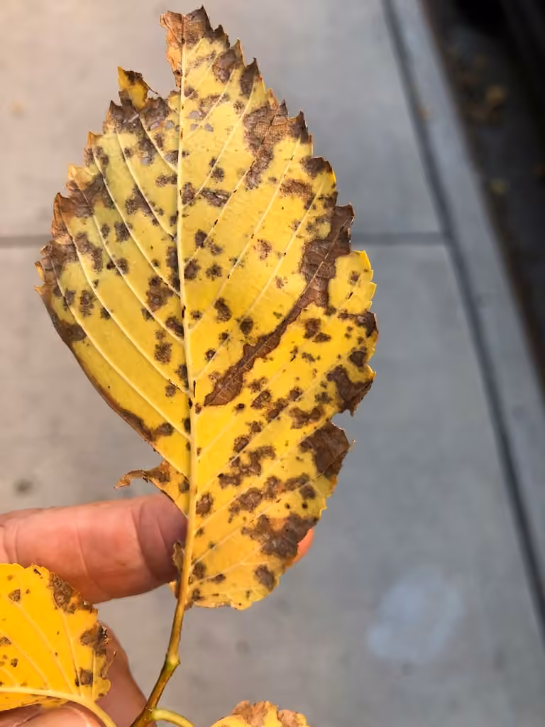 Black Spot Of Elm, photo 3 of 5