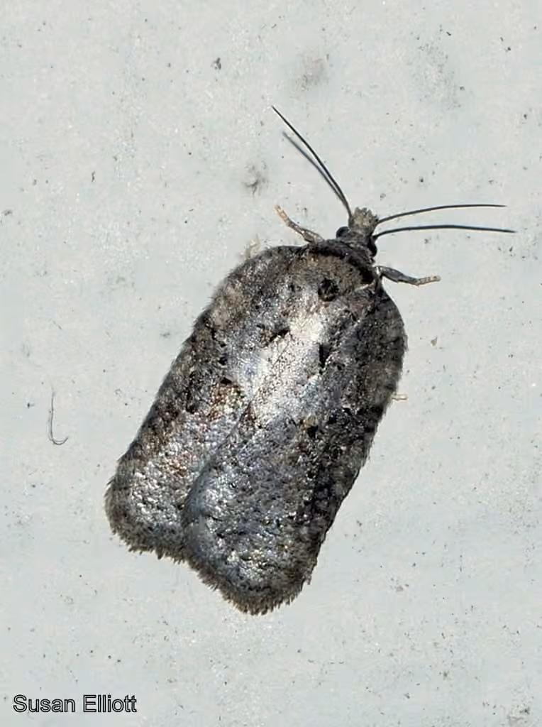 Lesser Maple Leafroller