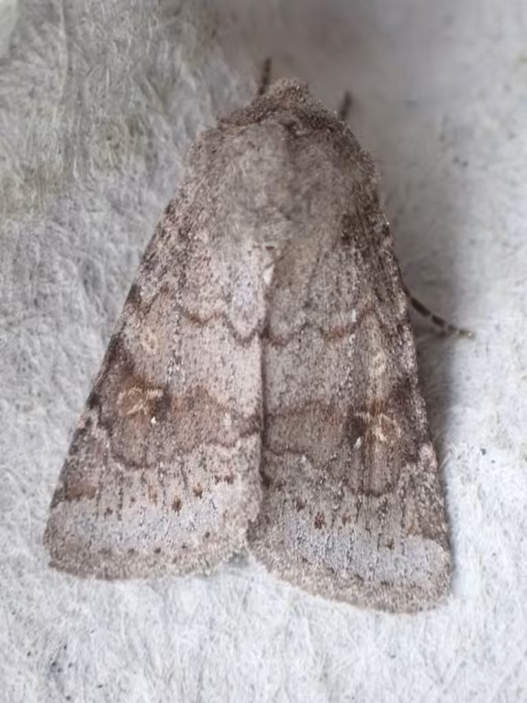 Modest Quaker, photo 3 sur 5