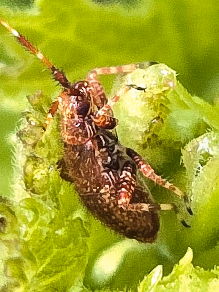 Punaise fuligineuse, Nymphe