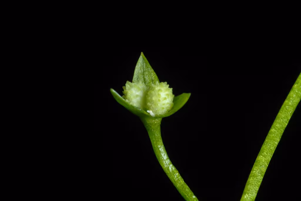 False mermaidweed, In fruit