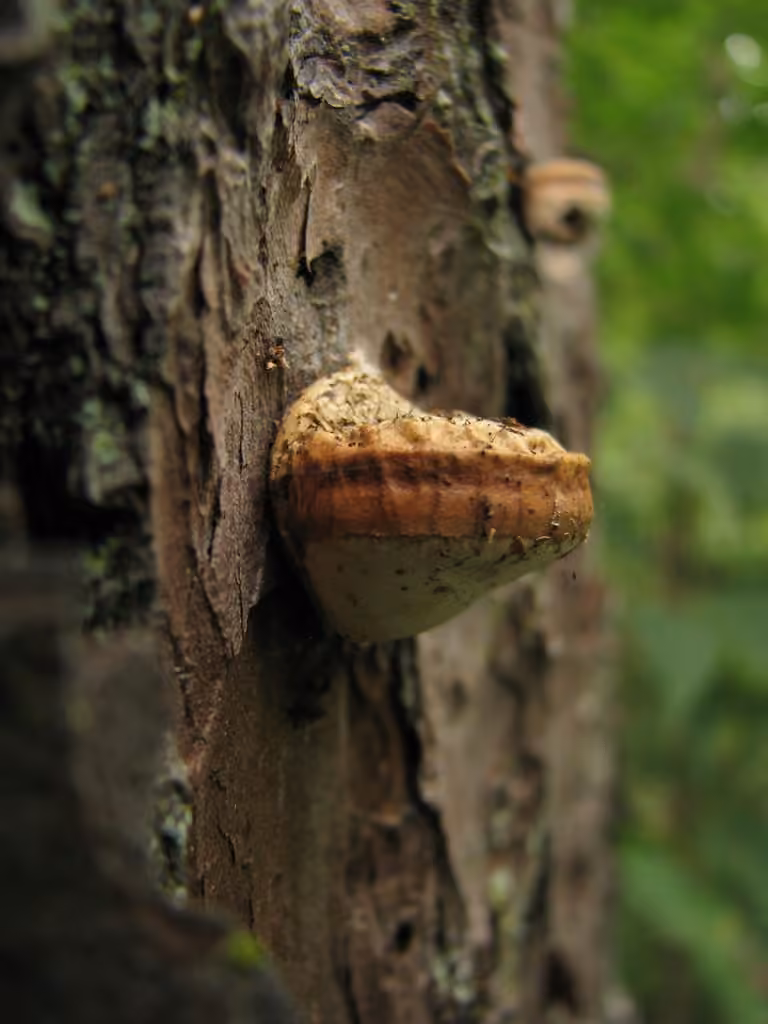 Polypore à volve, photo 1 sur 5