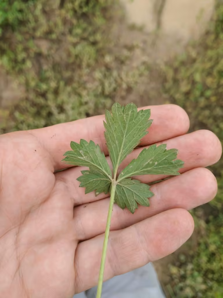 Potentille intermédiaire, photo 1 sur 5