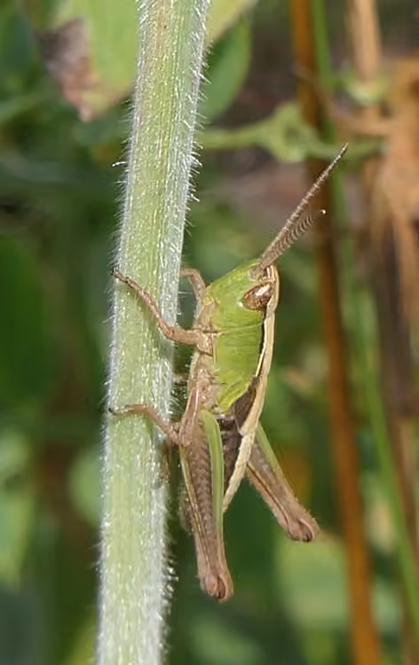 Marsh meadow grasshopper, photo 1 of 5