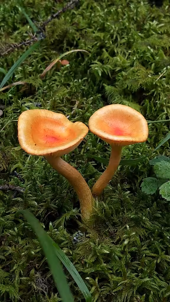 Hygrophore remarquable, photo 2 sur 5