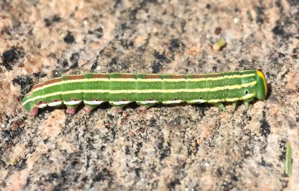 Northern Pine Sphinx, Caterpillar