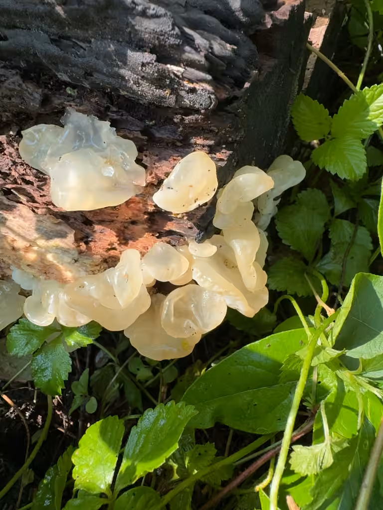 white jelly fungus, photo 2 sur 5
