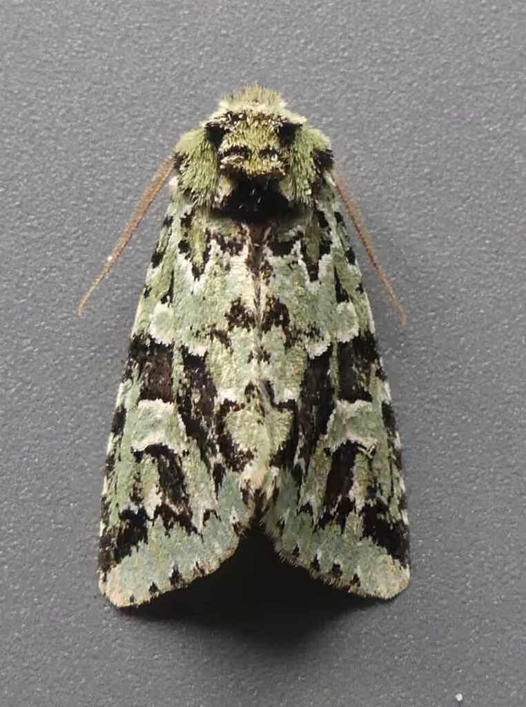 Noctuelle verte des conifères, Adulte