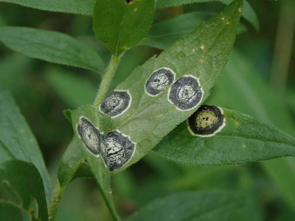 Asteromyia Gall Midge Fungus