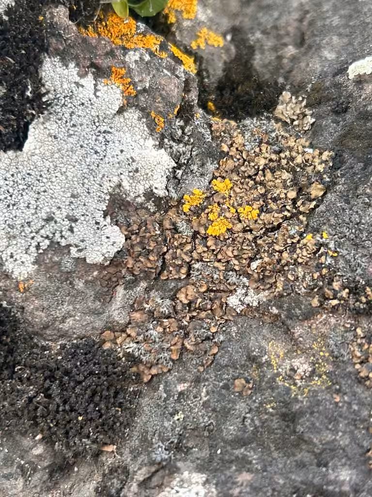 Blackberry scale lichen, photo 3 of 5