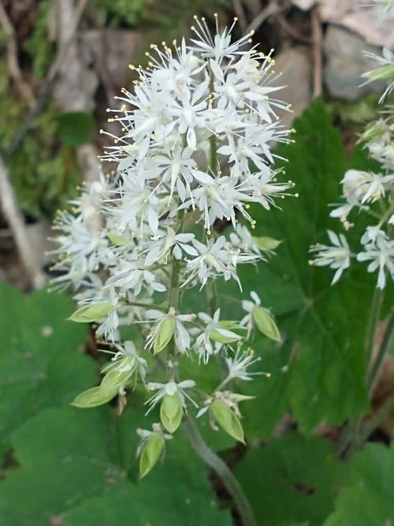 Tiarelle stolonifère, En fleurs