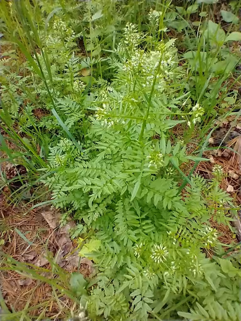 Narrowleaf bittercress, In flower