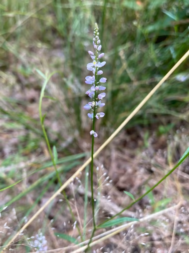 Whorled milkwort, En fleurs