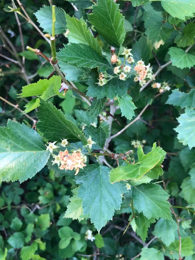 Aubépine dorée, En fruits