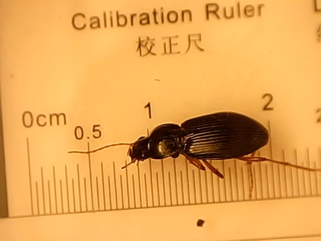 Uninterrupted Harp Ground Beetle, photo 3 of 5