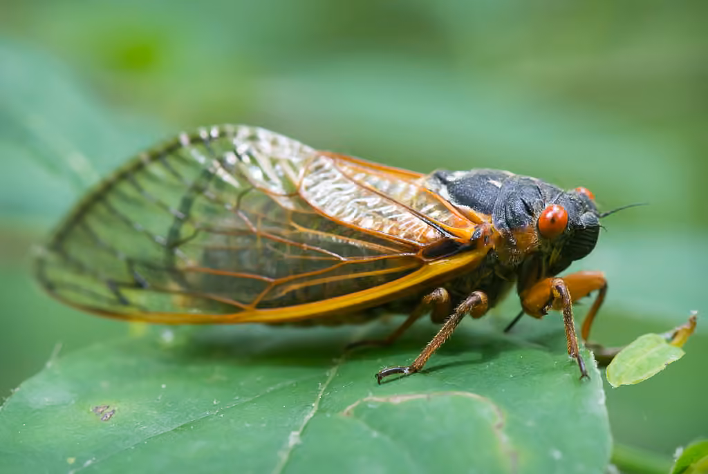 Pharaoh Cicada, photo 1 of 5