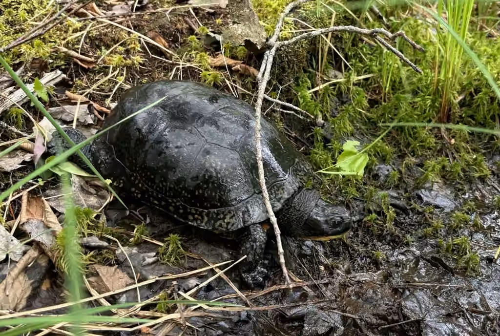 Tortue mouchetée, Mâle