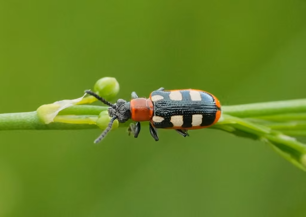 Common Asparagus Beetle