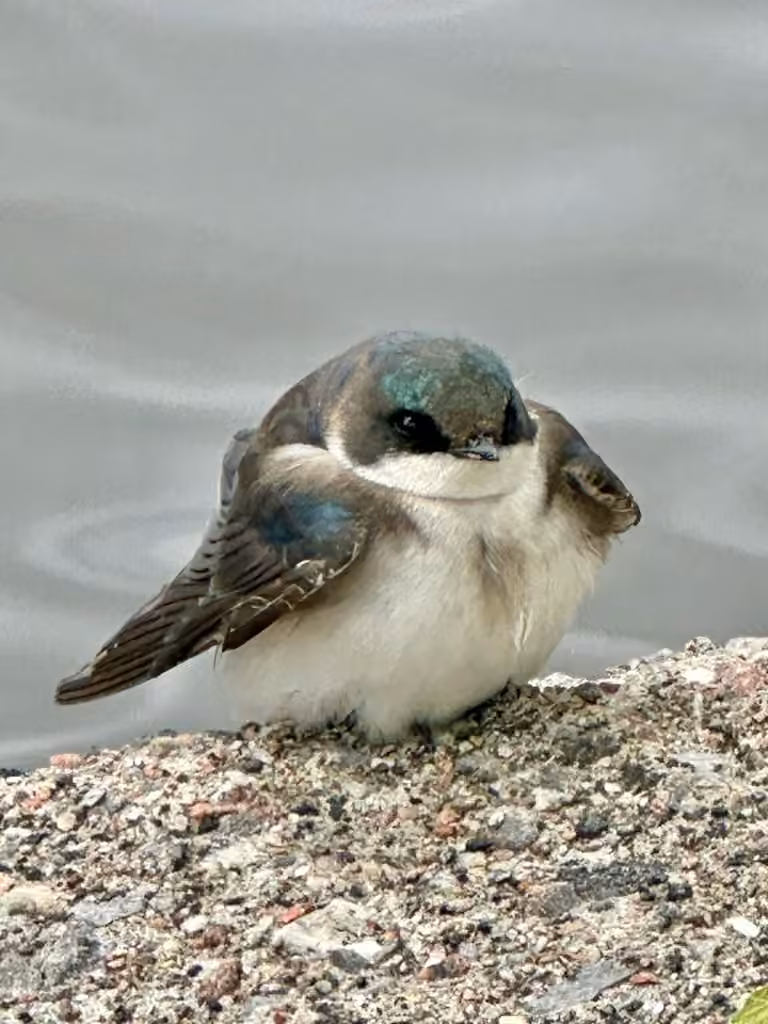 Hirondelle bicolore, Juvénile