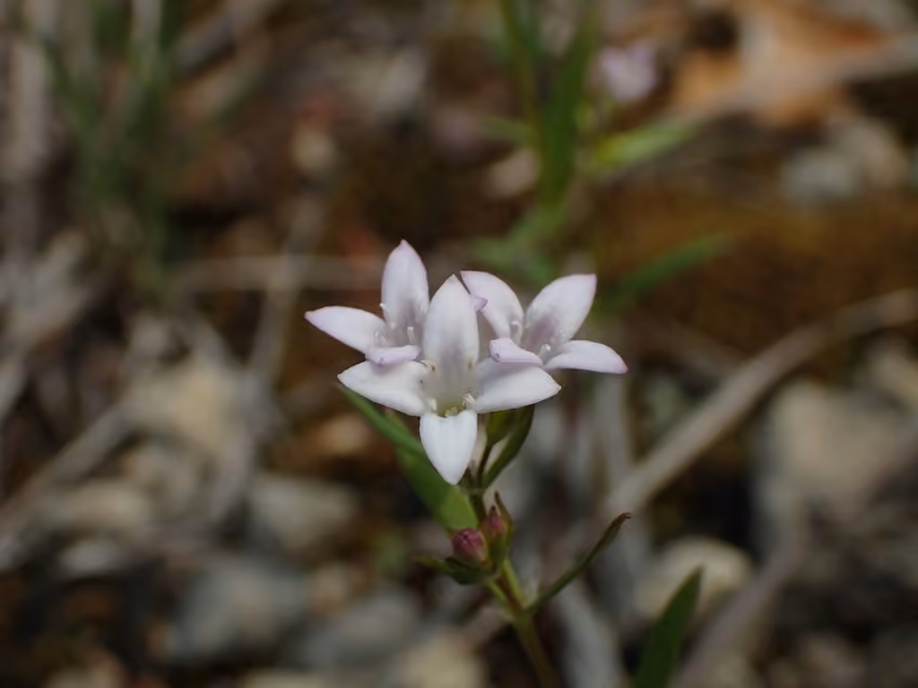 Longleaf bluet, photo 1 of 5