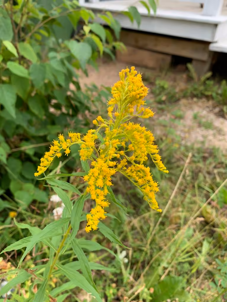 Bartram's goldenrod, photo 1 of 5